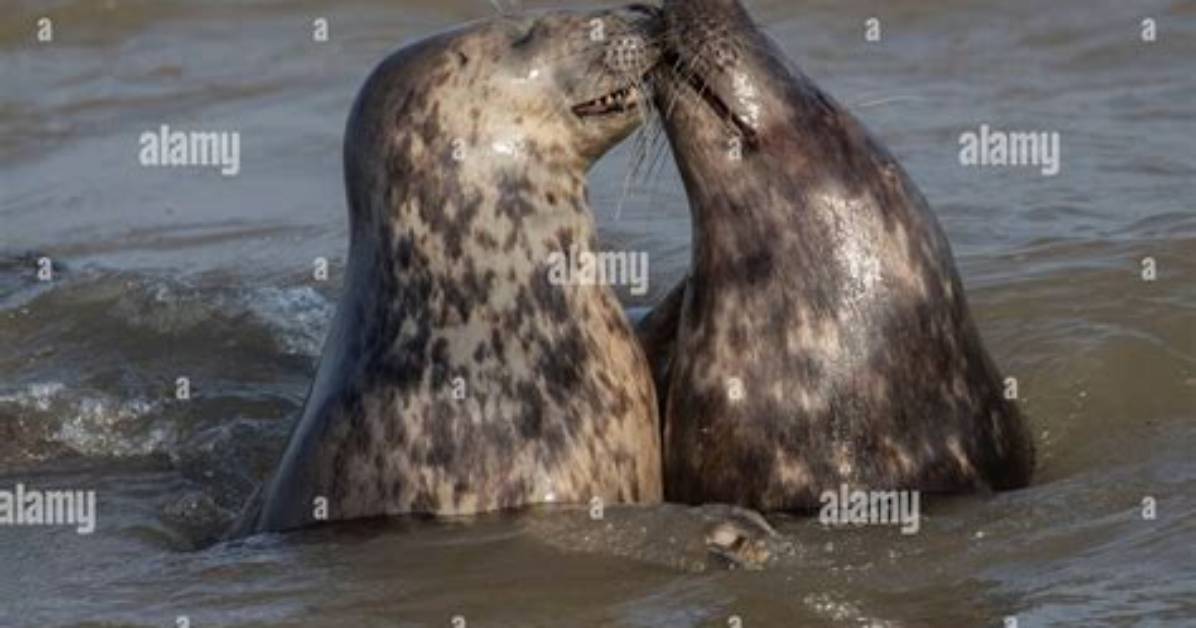 Where Do Seals Mate?