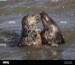Where Do Seals Mate?