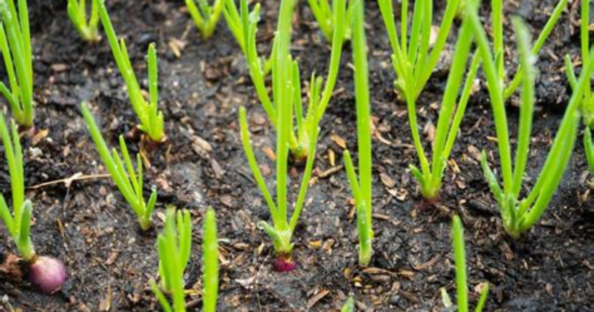 Where Do Shallots Grow