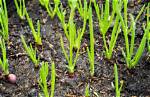 Where Do Shallots Grow