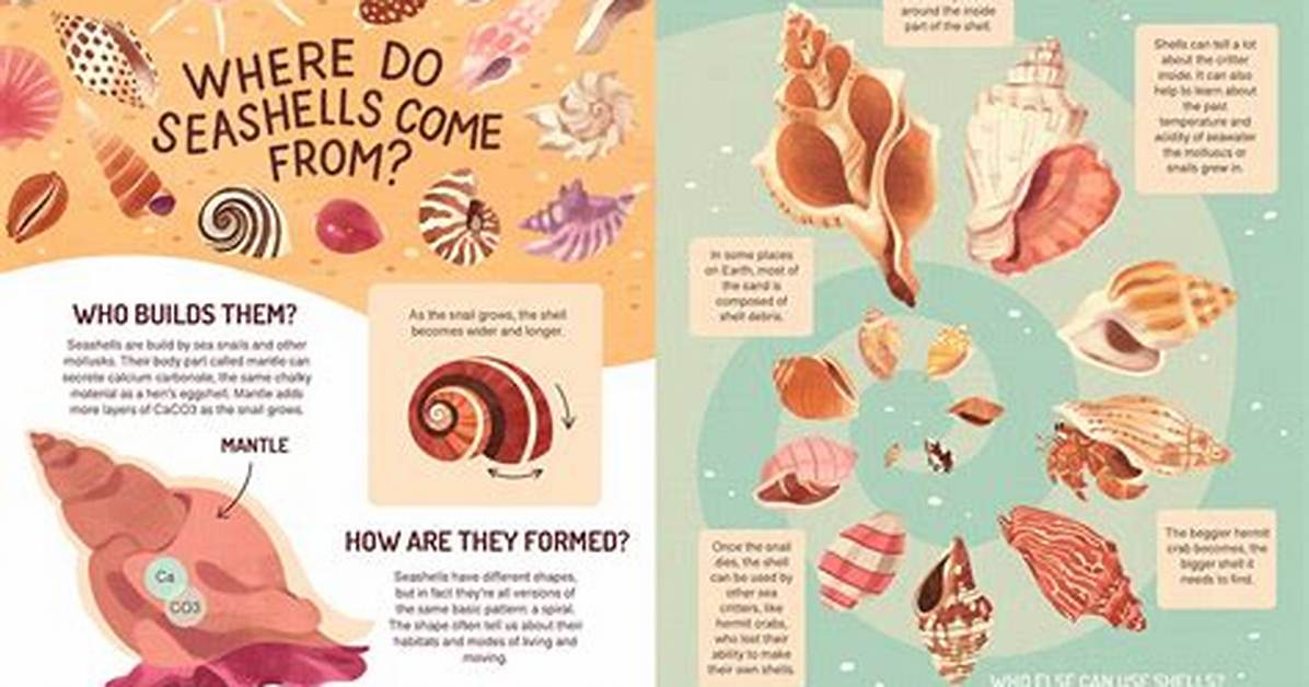 Where Do Shells Come From