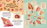Where Do Shells Come From