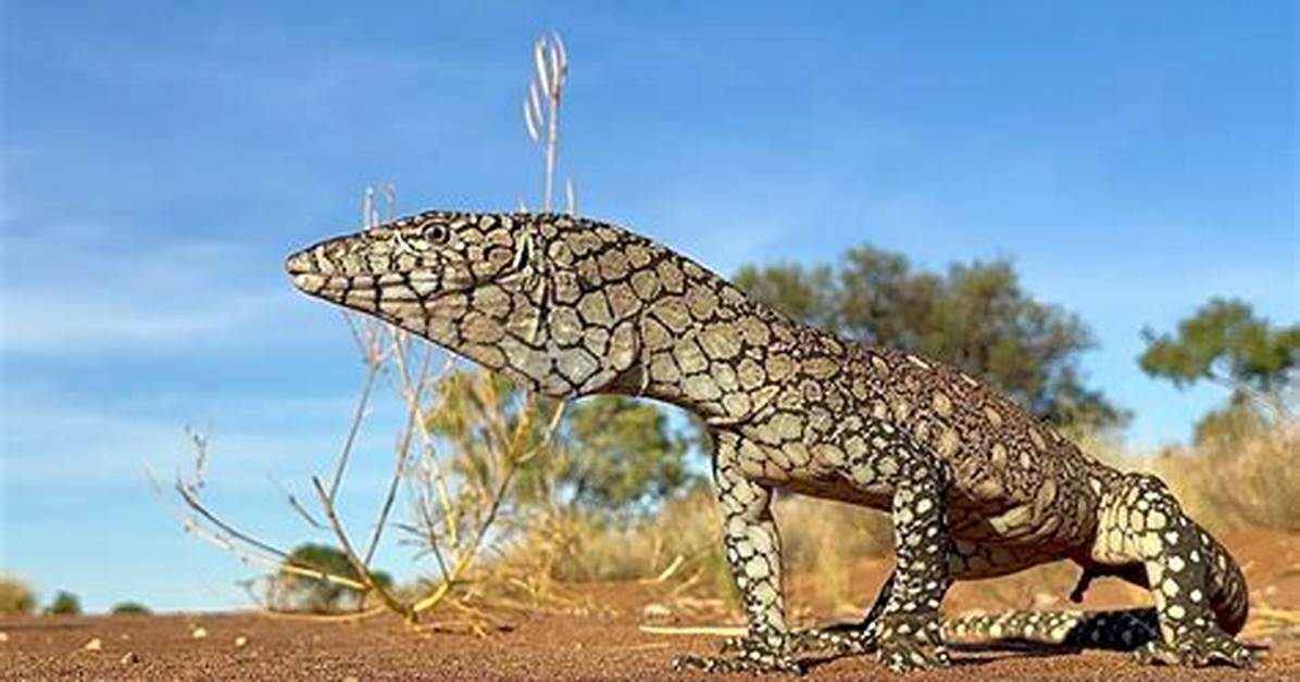 Where Do Shingleback Lizards Live?