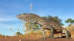 Where Do Shingleback Lizards Live?