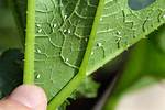 Where Do Silverleaf Whiteflies Live?