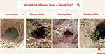 Where Do Skunks Nest?
