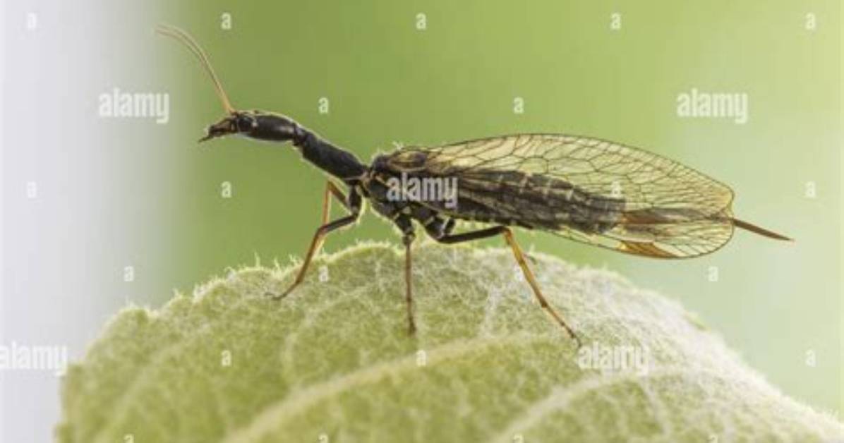 Where Do Snakeflies Live?