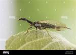 Where Do Snakeflies Live?