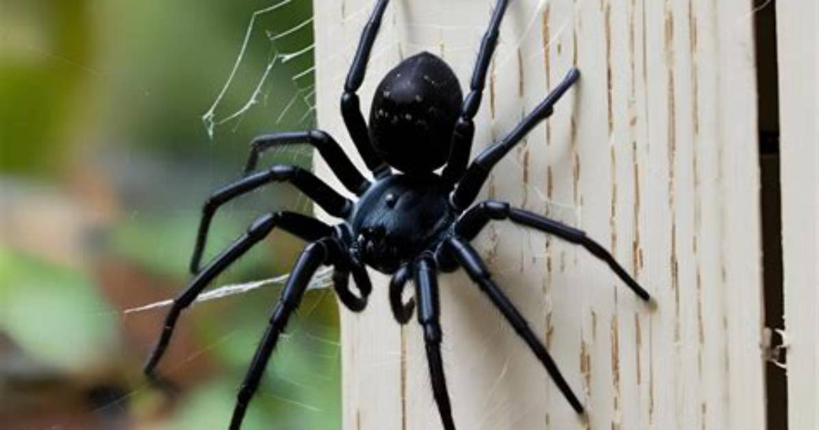 Where Do Spiders Live?