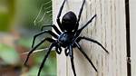 Where Do Spiders Live?