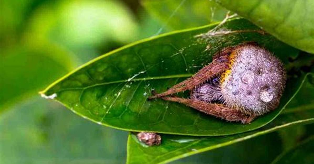 Where Do Spiders Sleep?