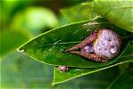 Where Do Spiders Sleep?