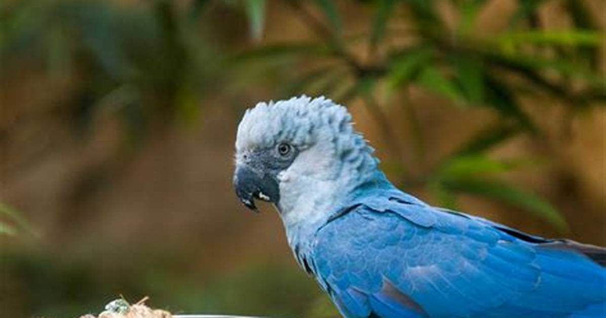 Where Do Spix Macaws Live?