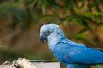 Where Do Spix Macaws Live?