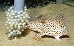Where Do Spotted Handfish Live?