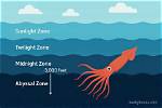 Where Do Squids Live?
