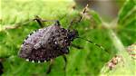 Where Do Stink Bugs Live