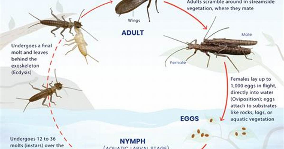 Where Do Stoneflies Live?