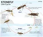 Where Do Stoneflies Live?