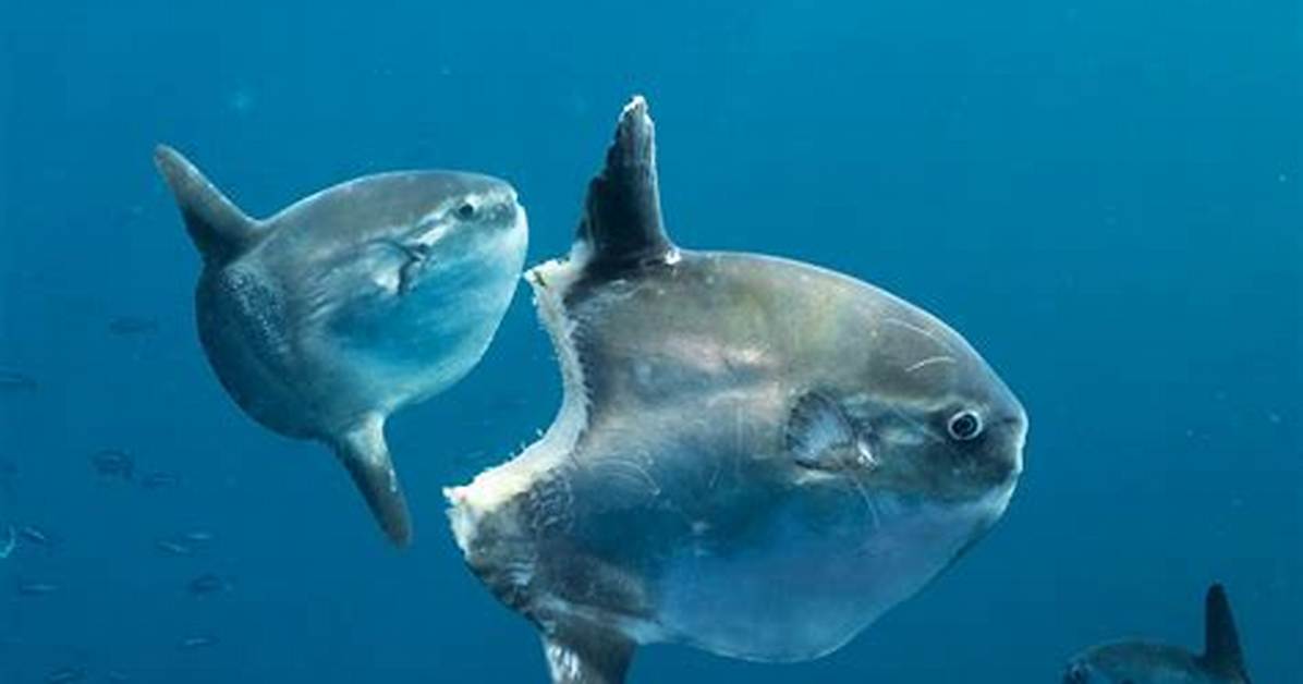 Where Do Sunfish Live?