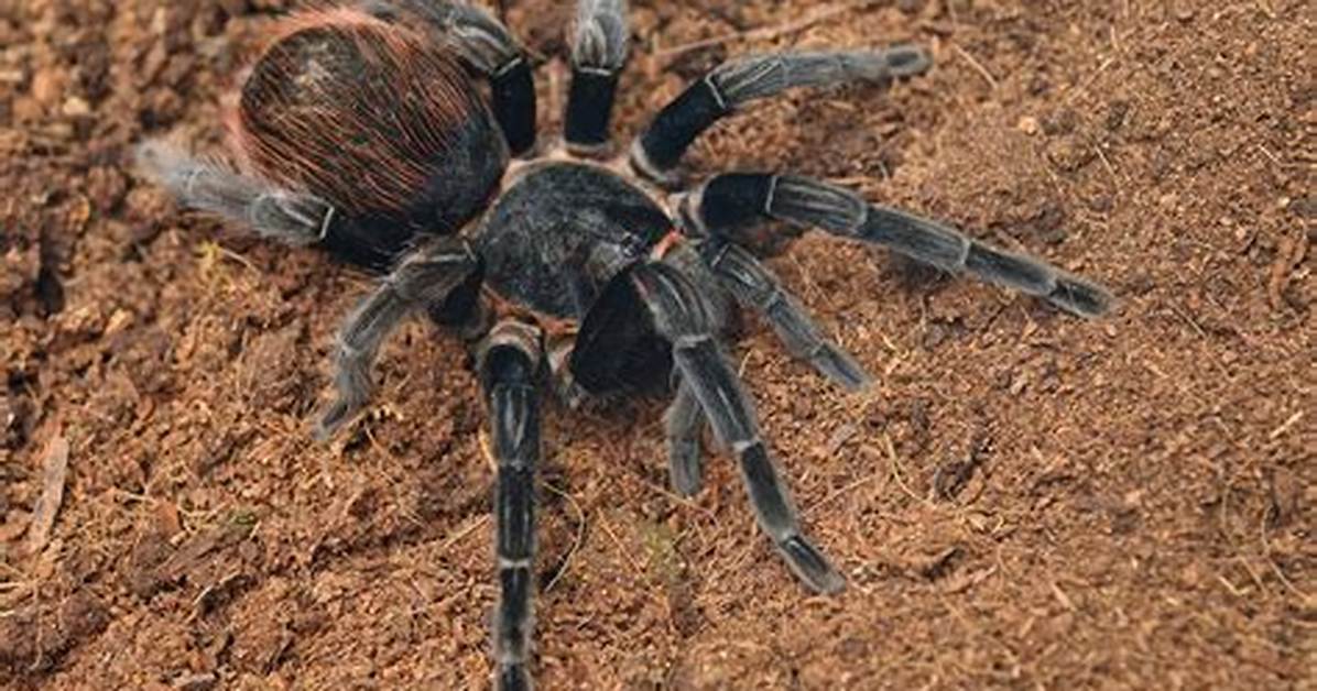 Where Do Tarantulas Live