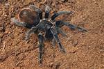 Where Do Tarantulas Live