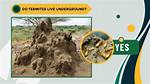 Where Do Termites Live