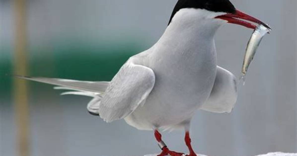 Where Do Terns Sleep?