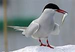 Where Do Terns Sleep?