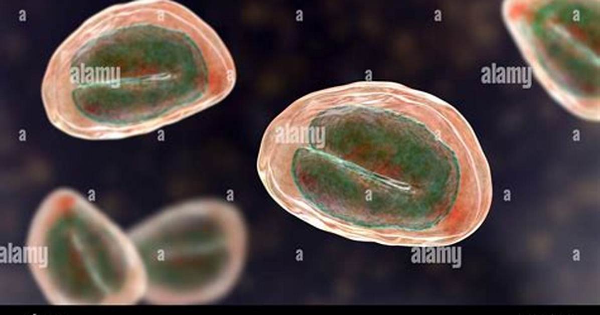 Where Do Threadworm Eggs Live?