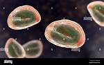 Where Do Threadworm Eggs Live?