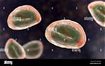 Where Do Threadworms Lay Their Eggs?