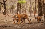 Where Do Tigers Live?