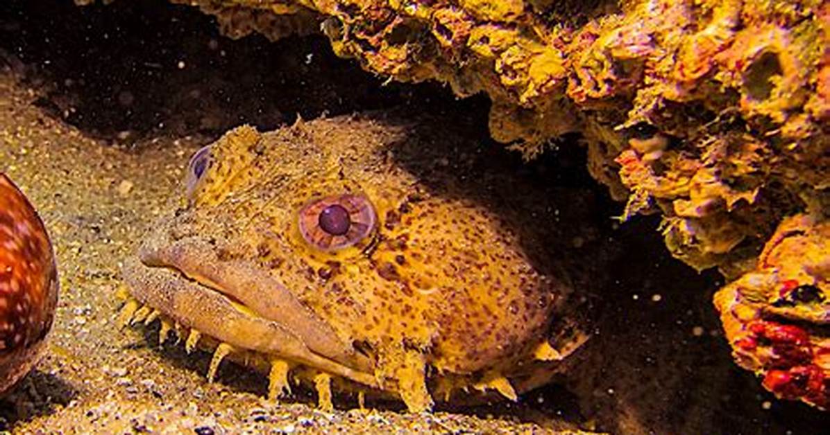 Where Do Toadfish Live?