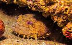 Where Do Toadfish Live?