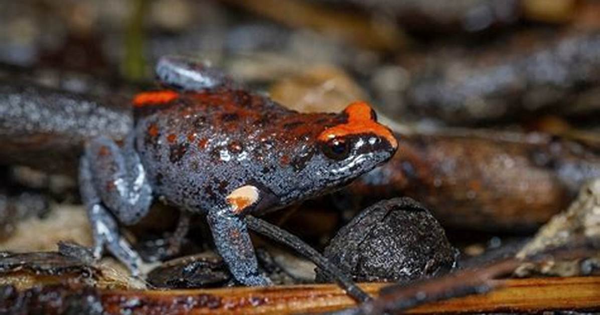 Where Do Toadlets Live?