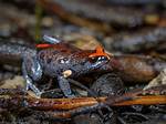 Where Do Toadlets Live?