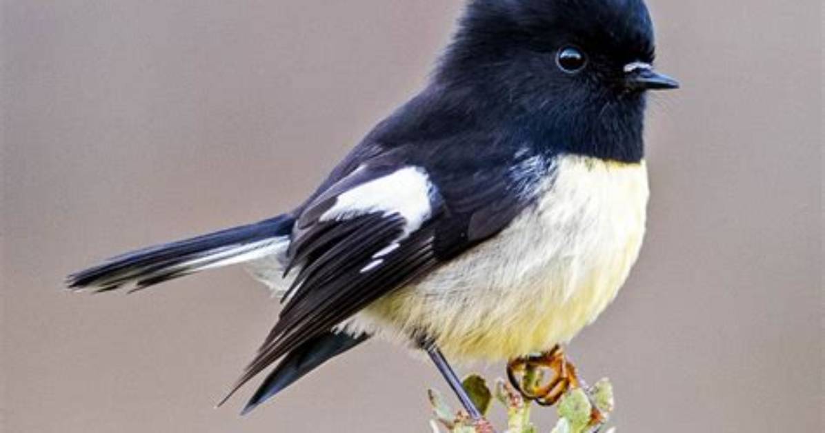 Where Do Tomtit Live?
