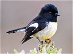 Where Do Tomtit Live?