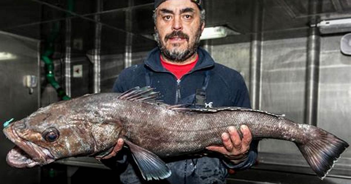 Where Do Toothfish Live?