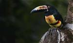 Where Do Toucans Live?