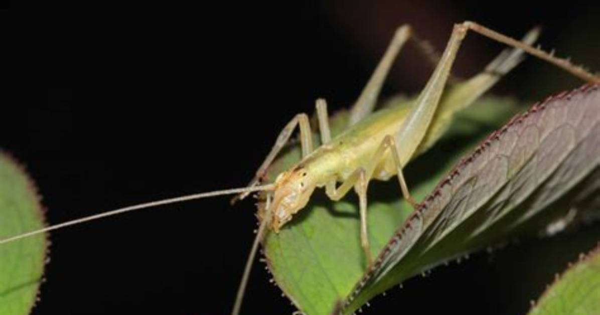 Where Do Tree Crickets Live