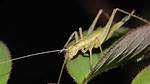 Where Do Tree Crickets Live