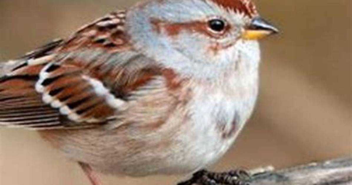 Where Do Tree Sparrows Live?