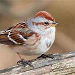 Where Do Tree Sparrows Live?