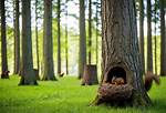 Where Do Tree Squirrels Live?