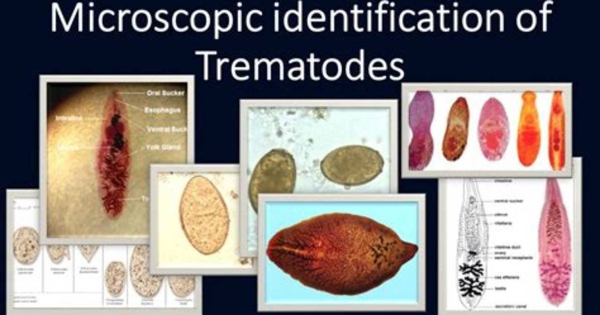 Where Do Trematode Live?