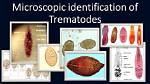 Where Do Trematode Live?