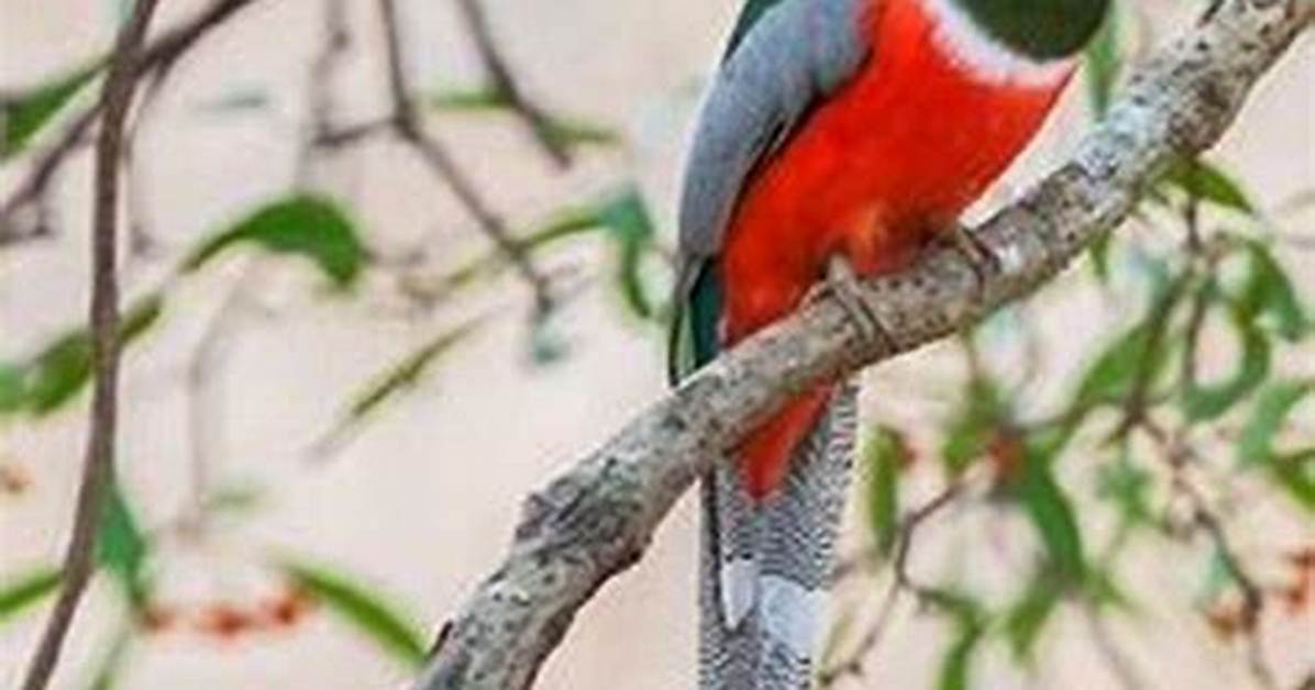 Where Do Trogons Live?