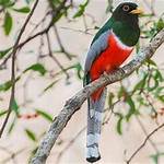 Where Do Trogons Live?